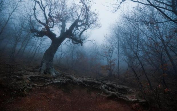 Дерево дьявола и шкатулка нацистов: самые фантастические находки в лесу