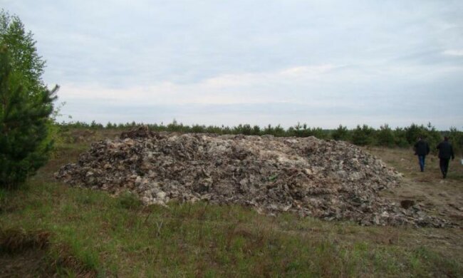 На Волыни за ночь образовался огромный скотомогильник
