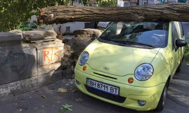 Дерево упало на две машины в Одессе (фото)