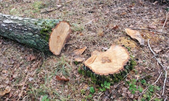 Вырубка леса Новой почтой