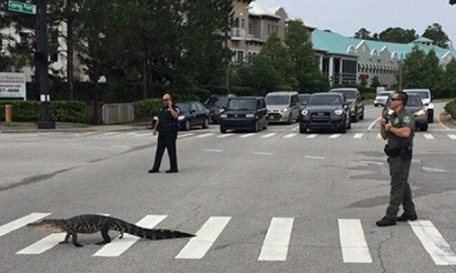 Американские  полицейские остановили движение авто ради аллигатора