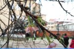 Сакура / скріншот з відео