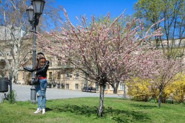 Сакура в Одесі, фото: Odessa.online