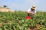 заробітчани у Європі, фото Pxhere