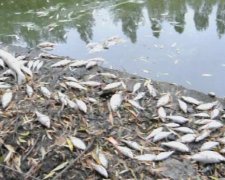Мешканці села під Вінницею задихаються від смороду дохлої риби