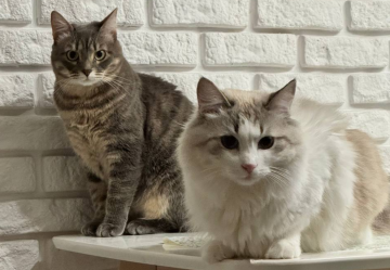 Котики, фото: Знай.ua