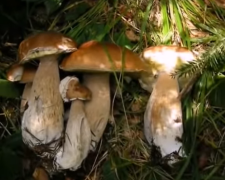 Белый гриб, скриншот: YouTube