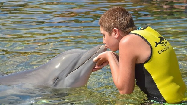 Стая дельфинов умилила отдыхающих в Одессе, мимимишность зашкаливает: видео
