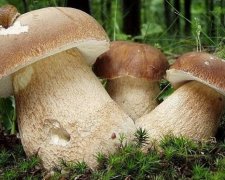 Україну накриє хвиля отруєнь грибами