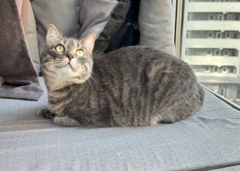 Котик, зображення: Знай.ua