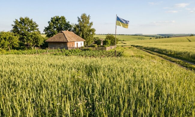 Федот Урожайник поле пшениця червень