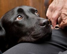 Собаки реагують на людський тон