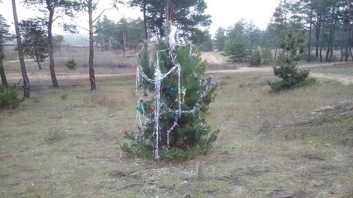 ялинка / фото : Бегемот