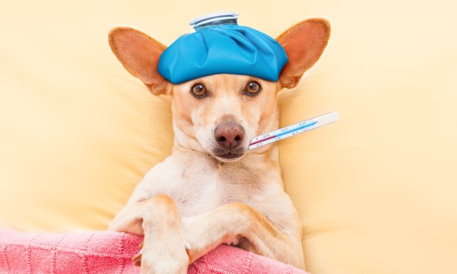 Собачий грип: чи можна заразитися від улюбленого вихованця