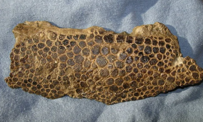 Кожа динозавра