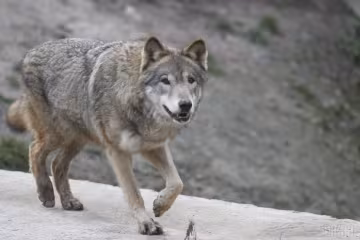 Вовк у лісі - популяція зросла вдвічі