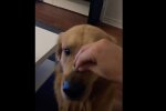 Собака съела кольцо, скрин из видео