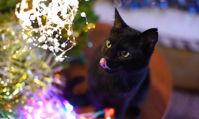 кошка