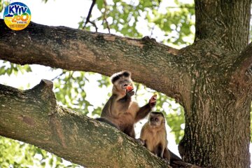 Мавпи, капуцини. Фото: zoo.kiev.ua