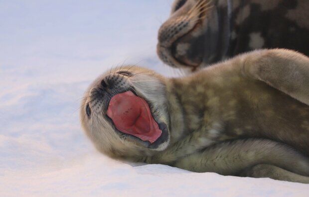Тюлень, фото Национальный антарктический научный центр
