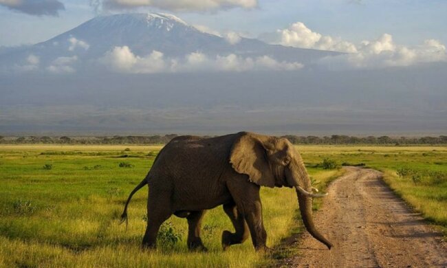 Вчені з'ясували причину, чому слони рідко хворіють на рак 
