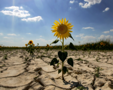 Засуха в Украине, фото: Ukrainianwall.com