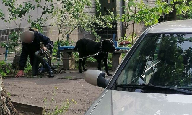 У Дніпрі озвіріла псина ледь не розірвала дитину - ні повідка, ні намордника