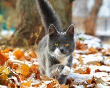 Котик і перші заморозки, Гродненская правда