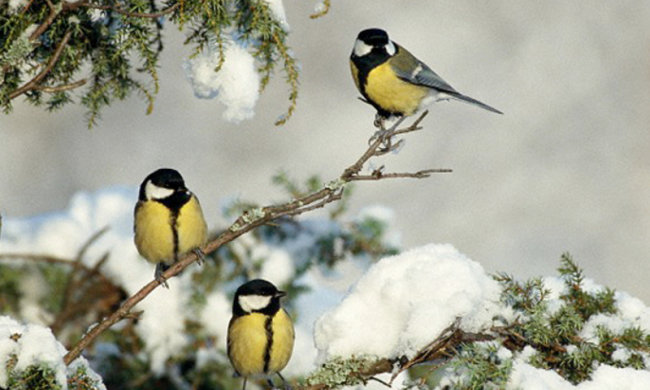 Погода на 28 декабря: где ударят морозы, а где начнется весна