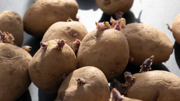 Проросла картопля, фото vegan.rocks