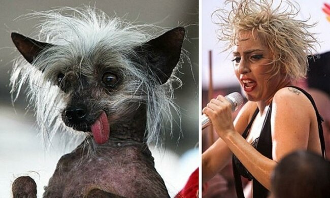 25 тварин, які виглядають як зірки (фото)