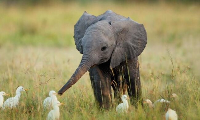 Ближайшего родственника слона нашли в Африке