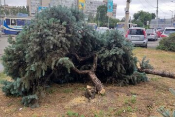 У Дніпрі нарубали ялинок на пiвтора мільйони, городяни впізнали "почерк" Філатова