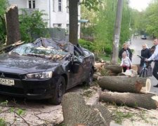 В Киеве дерево превратило Mitsubishi в металлолом