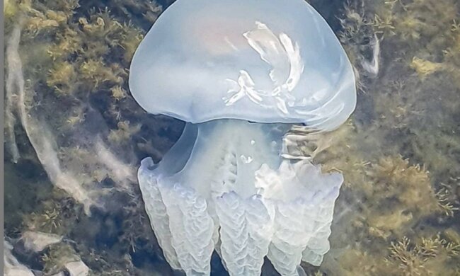 Украинские курорты заполнили скользкие "монстры", покупаться в море не выйдет