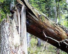 Сломанное дерево стоило киевлянину жизни