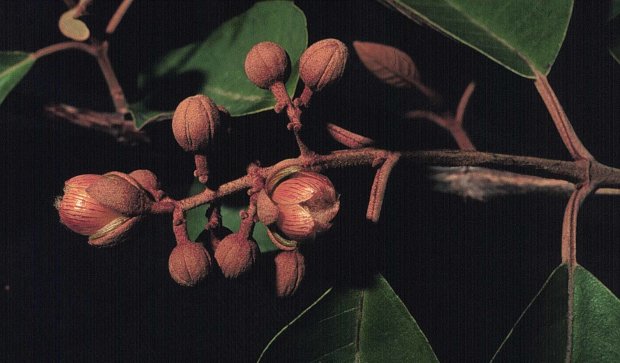 Ученые нашли тропическое растение, которое лечит страшное заболевание