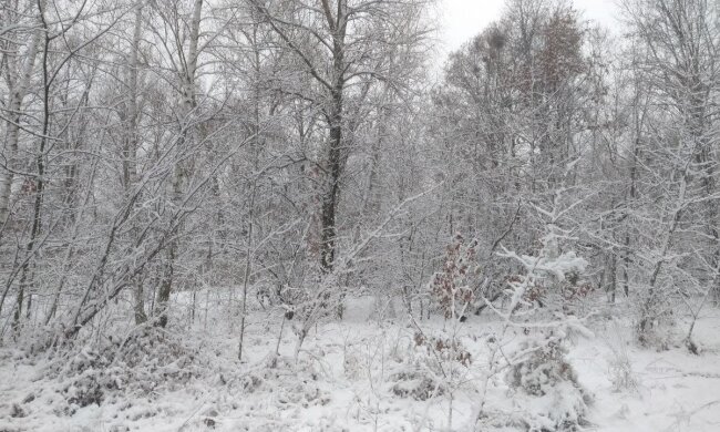 Зима, мороз - фото Знай.ua