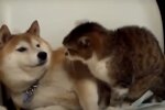 Кішки і собаки, скріншот: Youtube