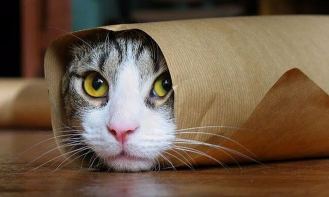 Для котів-вегетаріанців вперше у світі розробили спеціальне меню:  штучне м’ясо мишей