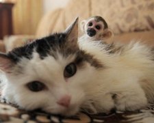 Кішка "усиновила" мавпочку і прославилася на весь світ (ВІДЕО)