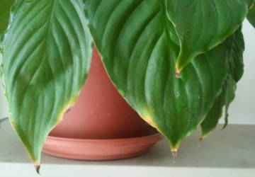 Спатифиллум, изображения из свободных источников