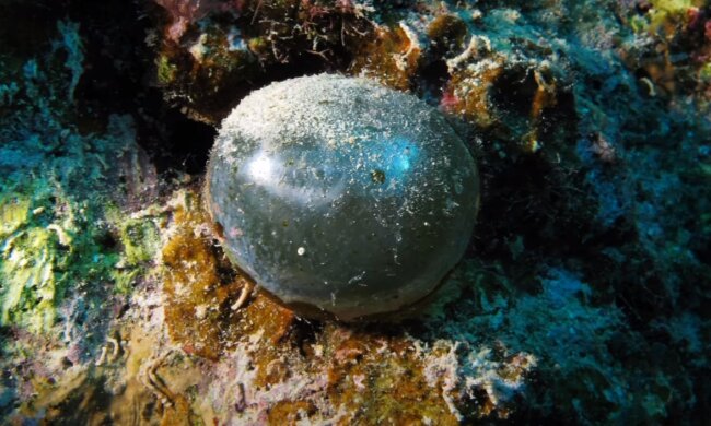 "Очні яблука моряків", скріншот: Youtube