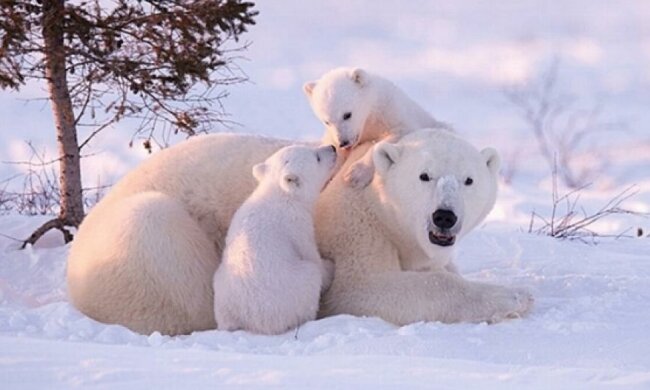 Фотограф мерз 117 годин, щоб сфотографувати білих ведмедів (фото)