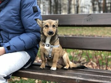 У Києві собака знайшла таке, що змусило господарку здригнутися: історія, у яку важко повірити