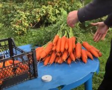 врожай моркви, скріншот з відео