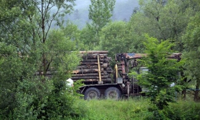 Спасти лес: специалисты создали проект расширения заповедников