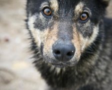 Запоріжжя шокували шкуродери, що позбавили собаку лап