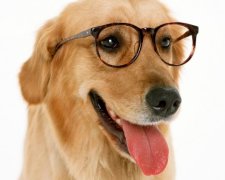 Дуже товариський пес підкорив YouTube