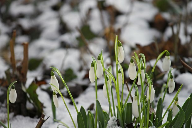 Погода на 8 березня: природа приготувала українкам сюрприз